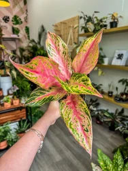 Aglaonema Pink Butterfly