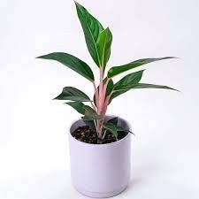 Aglaonema Saphire