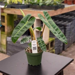 Philodendron billietiae