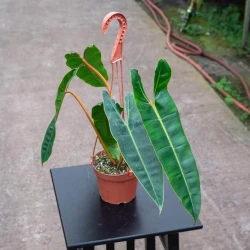 Philodendron billietiae