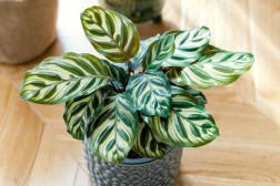 Calathea Makoyana