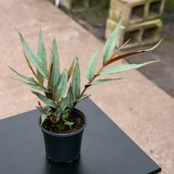 Alpinia luteocarpa 'Red Rubin'