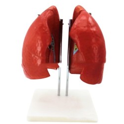 Lung Anatomical Model Lung Segment Model Respiratory System Model