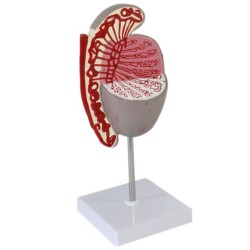 Testicular Model Testicular Structure Guidance Model