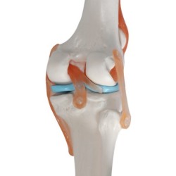 Human Knee Joint Teaching Model Training Model