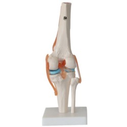 Human Knee Joint Teaching Model Training Model