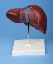 Liver Structure Model Human Organ Anatomical Model