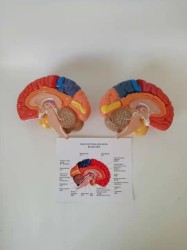 Human Brain Anatomical Model Cerebral Artery Model