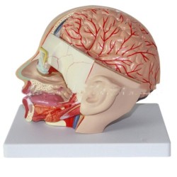 Human head anatomical model with brain model