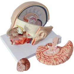 Human head anatomical model with brain model