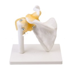 Shoulder Joint Model With Ligament Skeleton Model