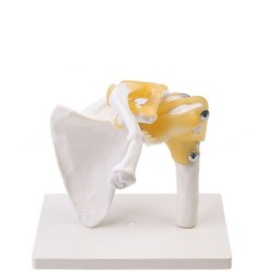 Shoulder Joint Model With Ligament Skeleton Model