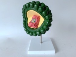 The Green Hiv Model Constructs a Human Model