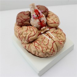 Brain Model 9 Parts With Artery Anatomical Model