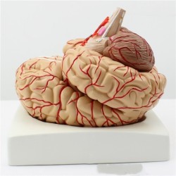 Brain Model 9 Parts With Artery Anatomical Model