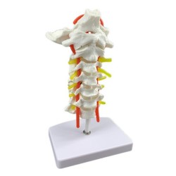 Human Cervical Spine With Carotid Artery Model Specimen Model