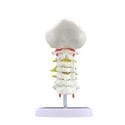 Human Cervical Spine With Carotid Artery Model Specimen Model