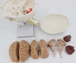 Human Skull Model Bone Suture Skull With Cervical Spine Model