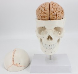 Human Skull Model Bone Suture Skull With Cervical Spine Model