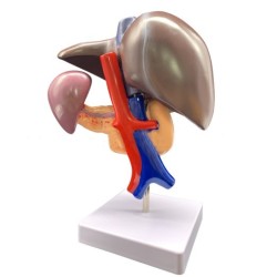 Medical Liver Planing Model Pancreas Spleen Duodenum Pancreas Structure Model