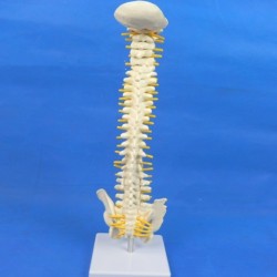 Spine Model Small Spine Model Human Lumbar Spine 40 cm