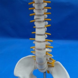 Spine Model Small Spine Model Human Lumbar Spine 40 cm