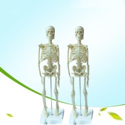 45CM Anatomical Anatomy Human Skeleton Model