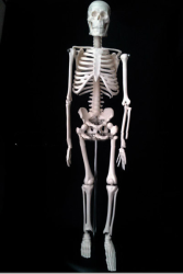 45CM Anatomical Anatomy Human Skeleton Model