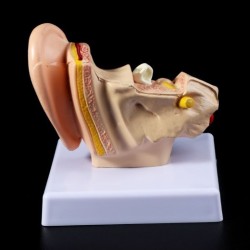 An Anatomical Model Of A Table Shaped Ear