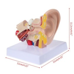 An Anatomical Model Of A Table Shaped Ear