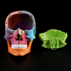 Mini Skull Anatomical Model Can Disassemble The Skull