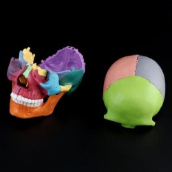 Mini Skull Anatomical Model Can Disassemble The Skull