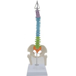 Color Human Spine Model Anatomical Vertebral Body Can Be Bent