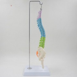 Color Human Spine Model Anatomical Vertebral Body Can Be Bent