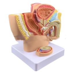 A Miniature Midsagittal Anatomical Model Of The Male Pelvic Cavity