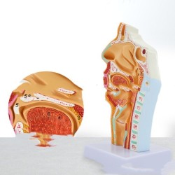 Anatomical Model Of Human Nasal Cavity Oral Cavity Pharynx And Larynx