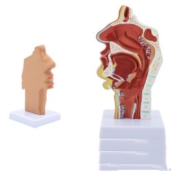 Anatomical Model Of Human Nasal Cavity Oral Cavity Pharynx And Larynx