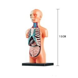 Children's Medical Body Internal Organs