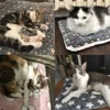 Comfortable and Calming Cat Blanket