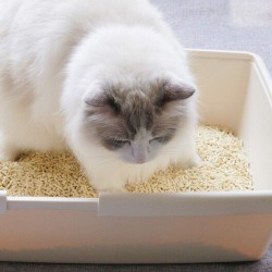 Natural Tofu Cat Litter Pellets Clumping Flushable Kitten Litter for Toilet Soy