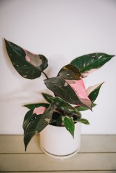 Pink Princess Philodendron