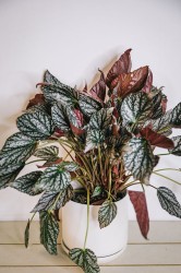 Begonia 'Silver Jewel'