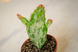 "Sweet Prickly Pear" Opuntia monacantha variegata