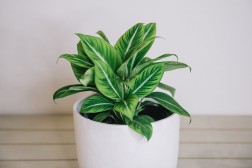 Spathiphyllum "White Stripe" Peace Lily