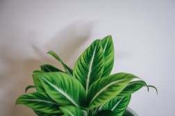 Spathiphyllum "White Stripe" Peace Lily