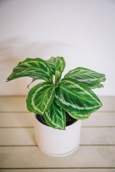 Calathea "Undulata Bicajoux"