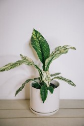 Variegated Peace Lily - Spathiphyllum "Sensation"