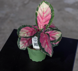 Calathea Siliva