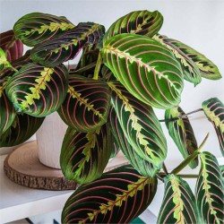 Large Maranta Facinator