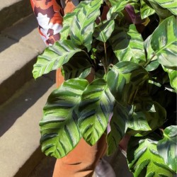 Calathea Greenstar